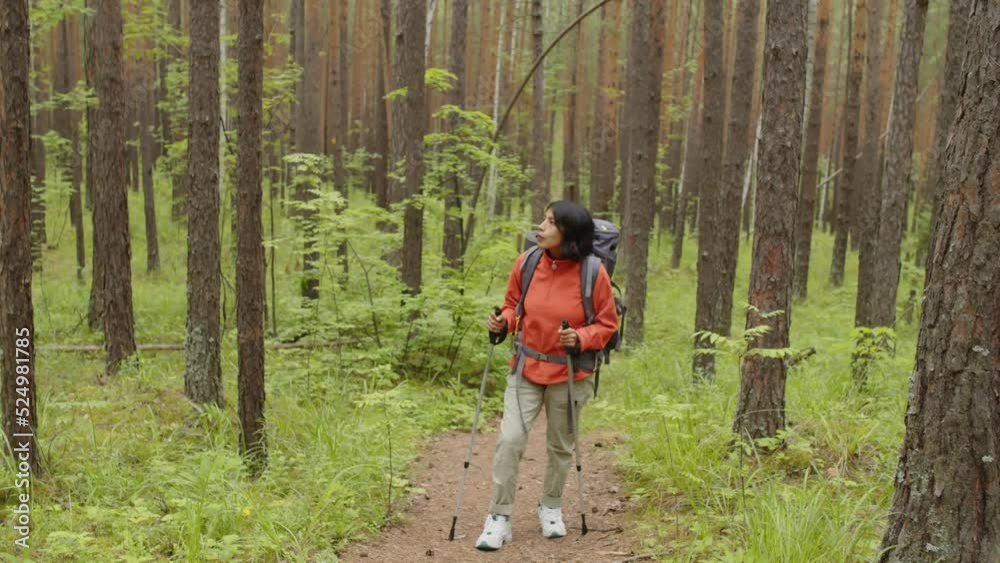 Zoom out of young adult Hispanic woman wearing comfortable outfit and backpack hiking in pine forest on summer day Zoom out of young adult Hispanic woman wearing comfortable outfit and backpack hiking in pine forest on summer day