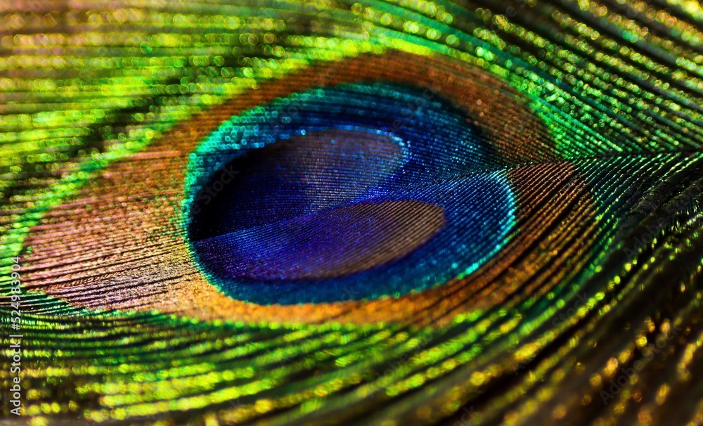 Naklejka premium Feather. Feather background. Peafowl feather. Peacock feather. Mor pankh. Natural background. Abstract background. Colorful background. 