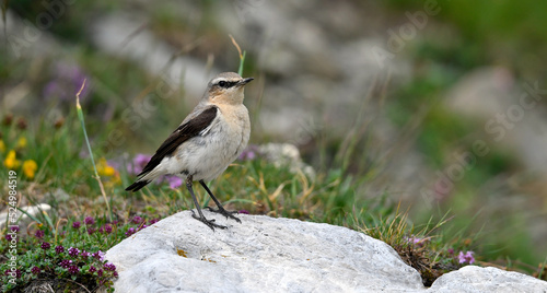 Steinschmätzer // Northern wheatear (Oenanthe oenanthe)