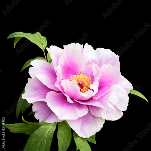 A large beautiful white-lilac flower of a tree peony.