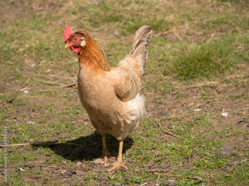 Fototapeta premium brown hen in a rural yard