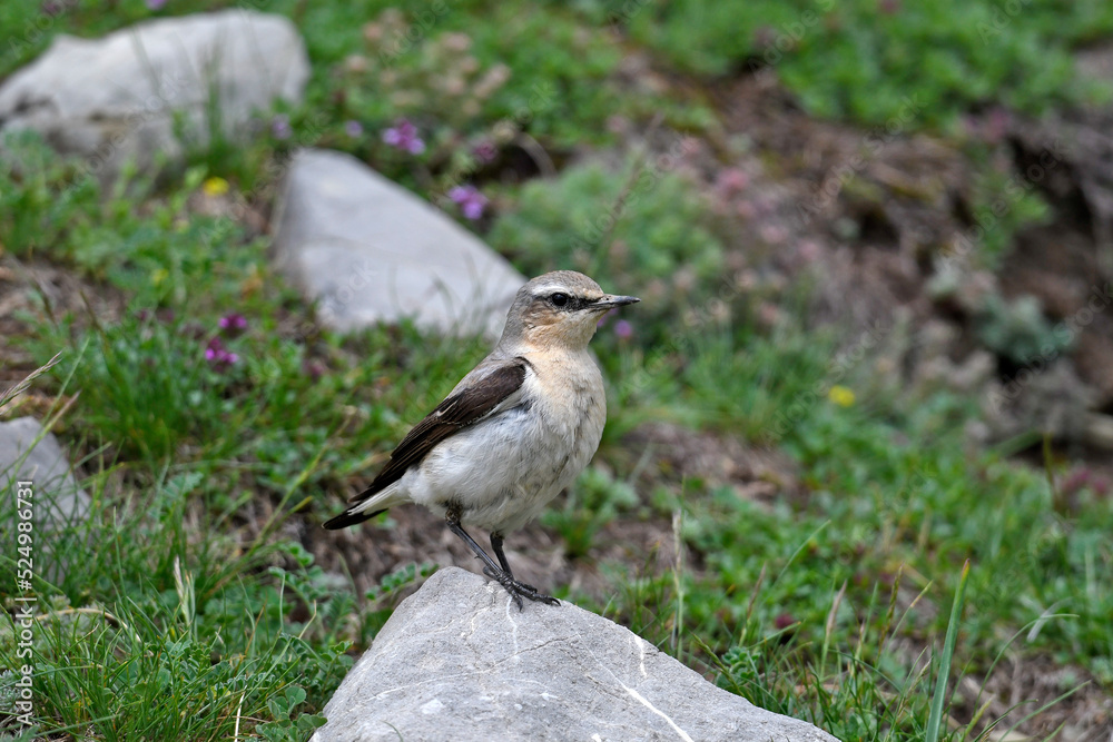 Steinschmätzer // Northern wheatear (Oenanthe oenanthe) Steinschmätzer // Northern wheatear (Oenanthe oenanthe)