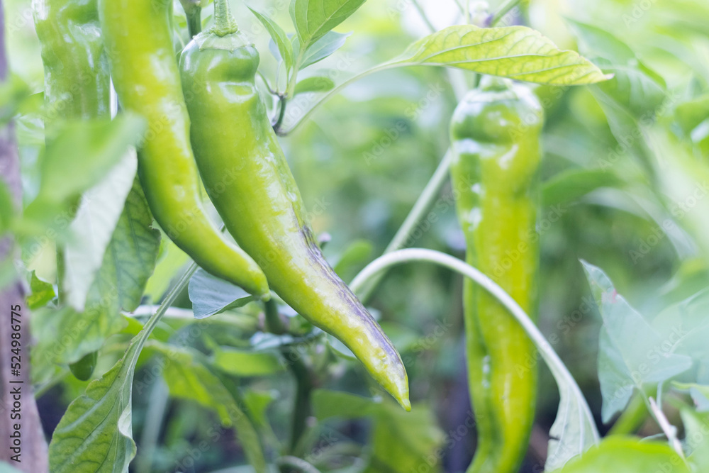 Green peppers ripening on branches in the garden Green peppers ripening on branches in the garden