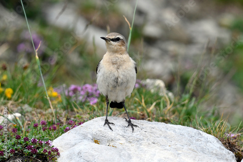 Steinschmätzer // Northern wheatear (Oenanthe oenanthe) photo