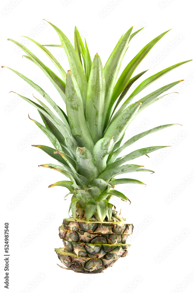 Obraz premium sliced of pineapple
