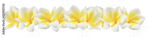 plumeria on white photo