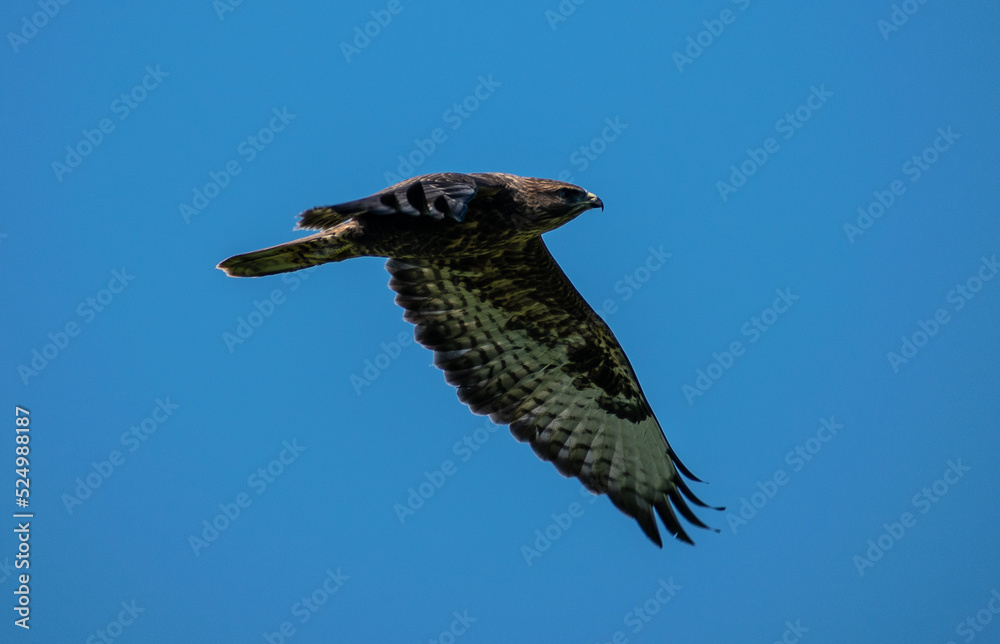 Fototapeta premium osprey in flight