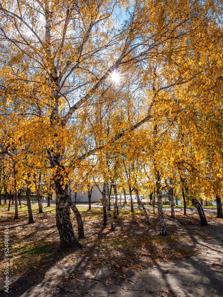 Trees with yellow leaves in the city park