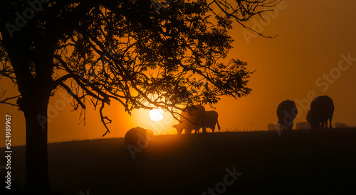 Misty morning in the mountains  grazing cows