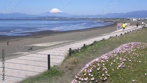 富士山とサイクリングロード沿いに咲くハマヒルガオ photo