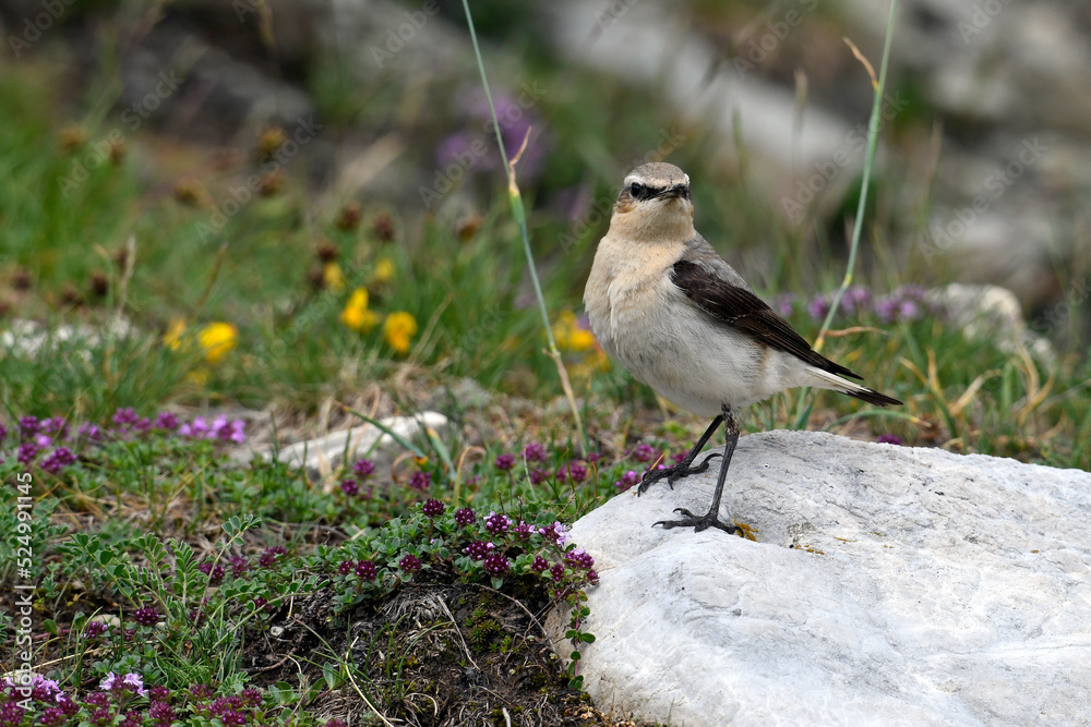 Fototapeta premium Northern wheatear // Steinschmätzer (Oenanthe oenanthe)