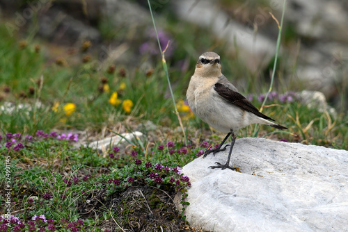 Northern wheatear // Steinschmätzer (Oenanthe oenanthe)