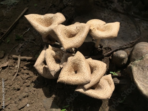 Close-up of a mushroom with a unique shape on the trunk of a long felled mango tree. Parasitic fungus growth on trees.