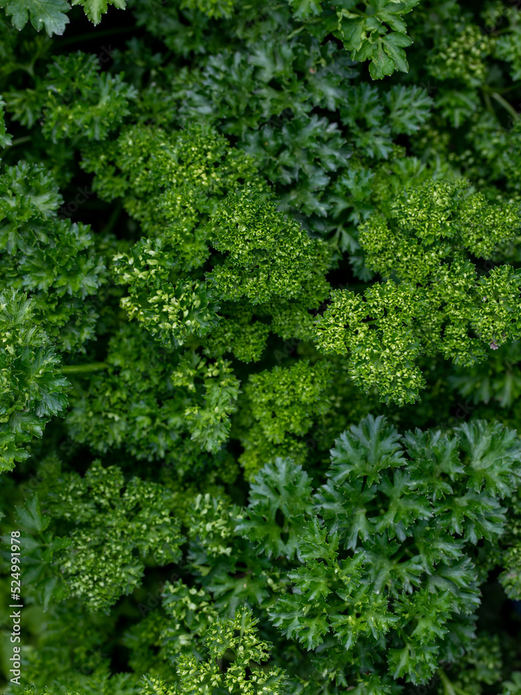 Green curly Parsley leaf full frame background. Parsley or garden parsley is a species of flowering plant in family Apiaceae, native to the central Mediterranean region. Top view, close up, vertical