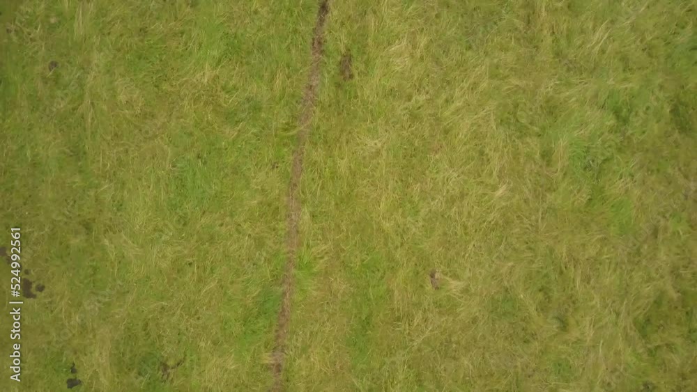 Black Angus Cattle And Calf Running In Green Pasture At Daytime. aerial top-down Black Angus Cattle And Calf Running In Green Pasture At Daytime. aerial top-down