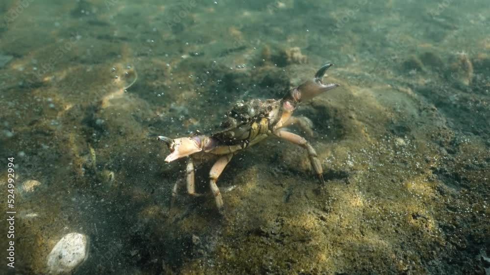 Pov underwater shot of wild Green Crab crawling on ground of North Sea in Netherlands Pov underwater shot of wild Green Crab crawling on ground of North Sea in Netherlands