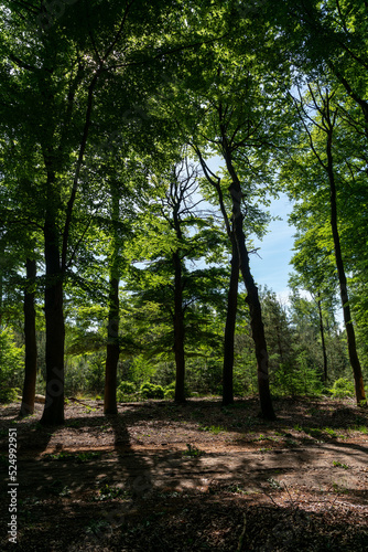 Old beech trees in Planken Wambuis  a nature reserve in The Netherlands.