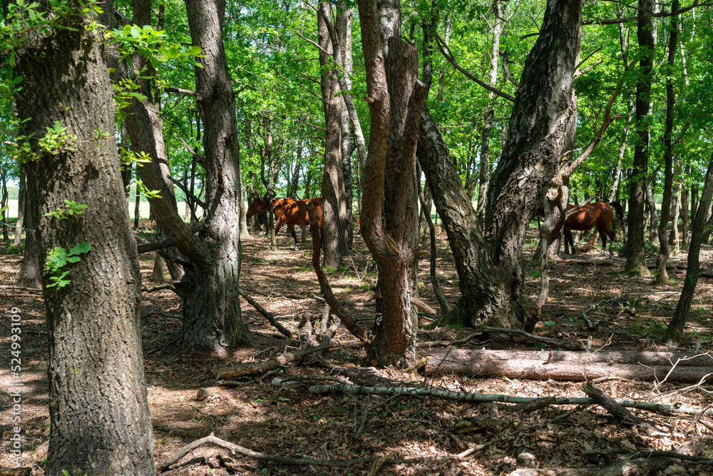 Horses foraging in the forest of Planken Wambuis (The Netherlands).
