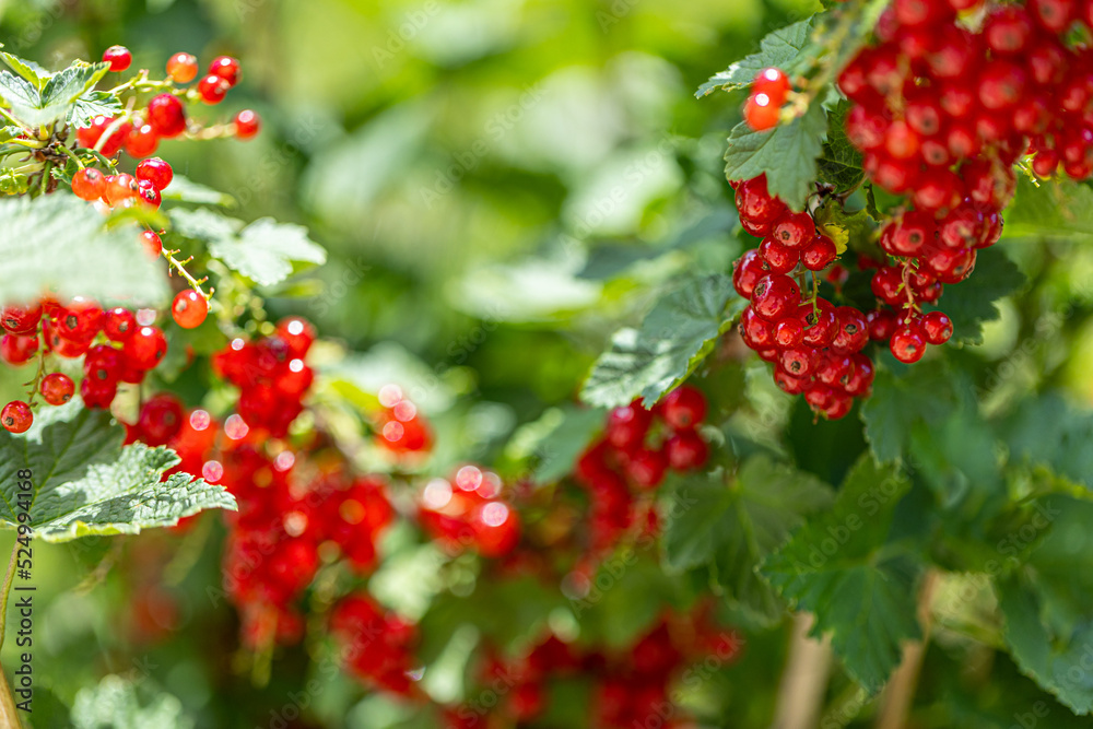 Red currant with green leaves in the garden.. red berries for eating Red currant with green leaves in the garden.. red berries for eating