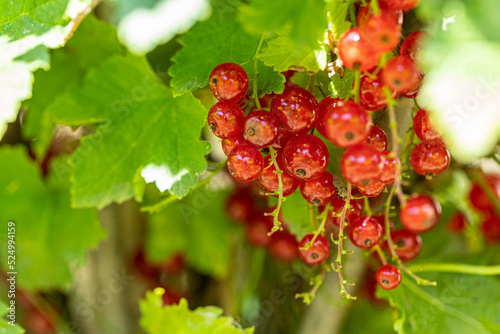 Macro shot of ripening red currant berries. High quality photo