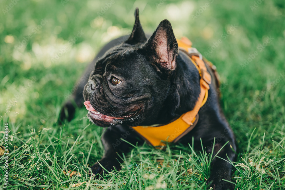 Beautiful black french bulldog puppy sitting in the park on the ground in hot weather day in the shadow and wearing breast-band leash