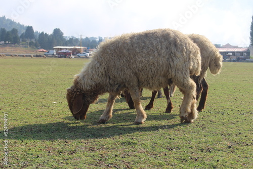 A Syrian Shami Awais sheep is grazing in the plain of the Qamoua area in Akkar, northern Lebanon photo