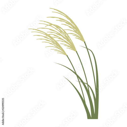 ススキのイラスト