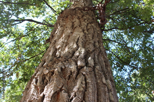 Al-Athr Forest trees in Akkar, North Lebanon