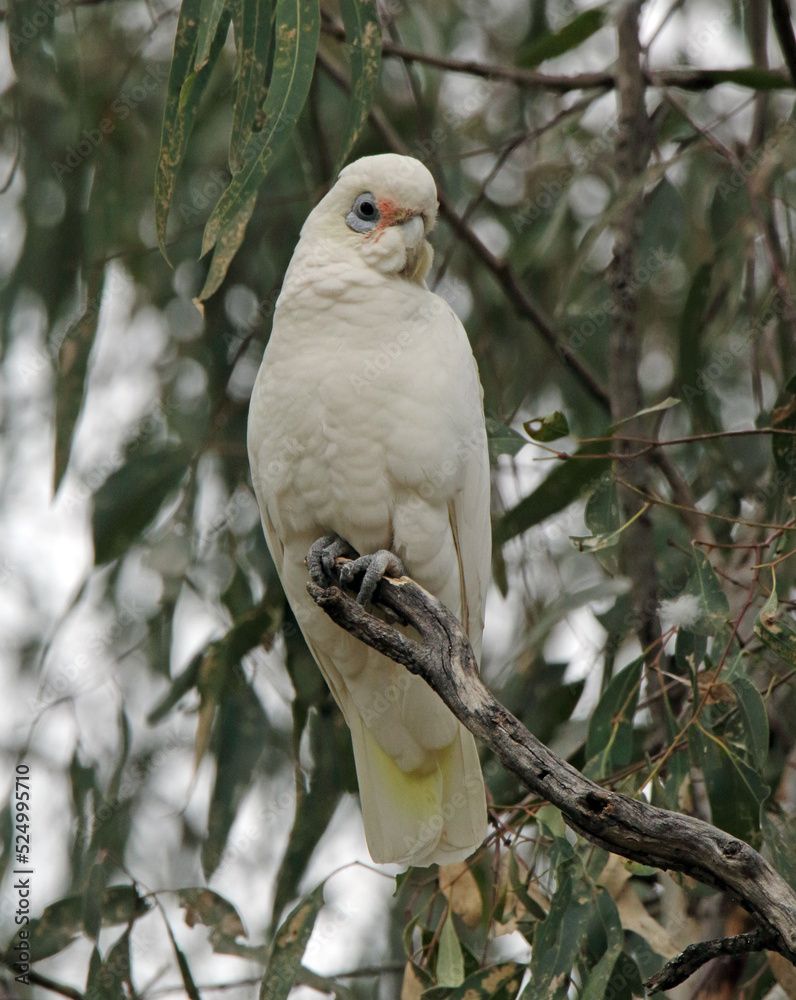 Little corella parrot bird sitting on a tree branch in Australia Little corella parrot bird sitting on a tree branch in Australia