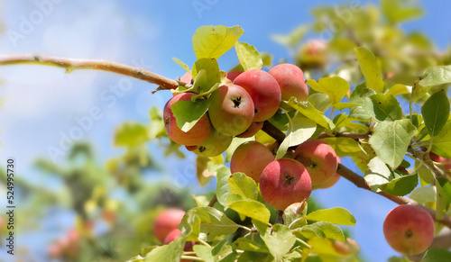 closeup on red apples growing in the tree under the sky