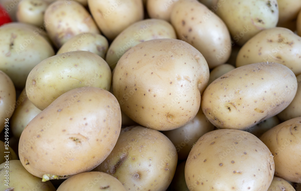 The new harvest potatoes sold at the local farmers market The new harvest potatoes sold at the local farmers market