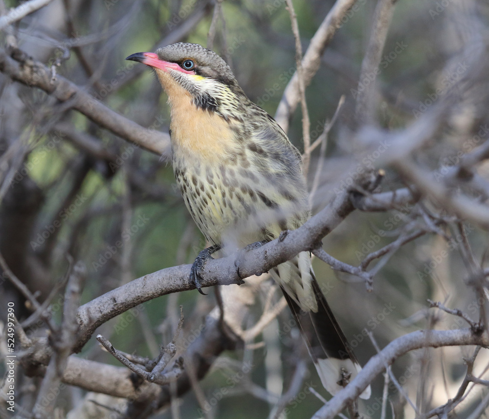 Fototapeta premium Spiny-cheeked honeyeater bird sitting on a tree branch in Australia