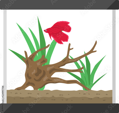 赤色のベタの水槽のイラスト