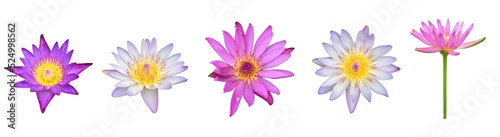 Isolated waterlily or lotus flowers with clipping paths.