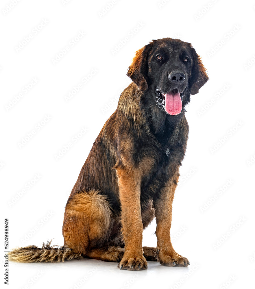 puppy Leonberger in studio puppy Leonberger in studio