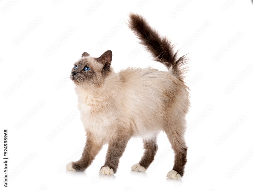birman cat in studio birman cat in studio