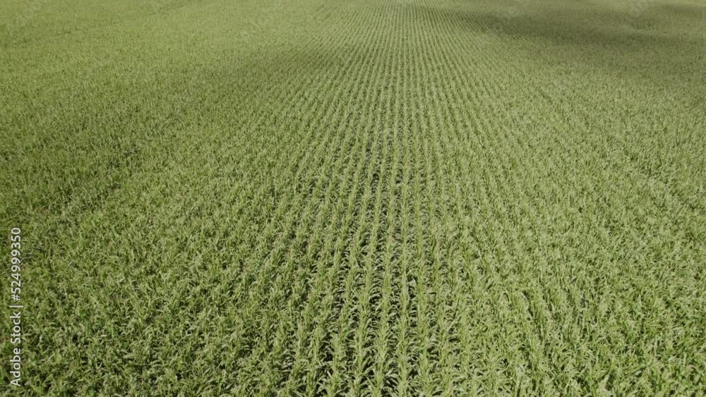 Aerial dolly shot over the big farm field of young corn