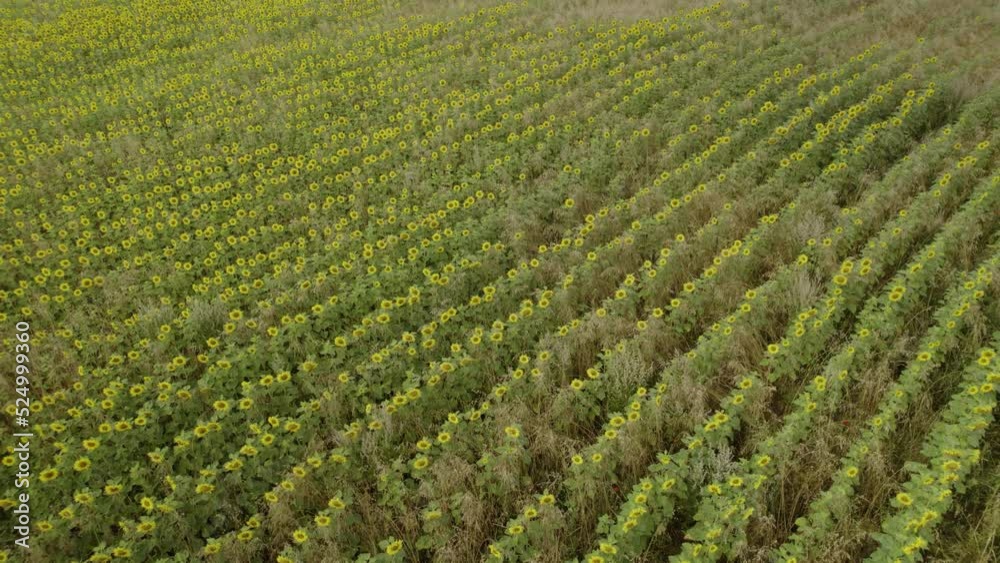 Aerial orbit over the field of industrial sunflowers for oil production Aerial orbit over the field of industrial sunflowers for oil production