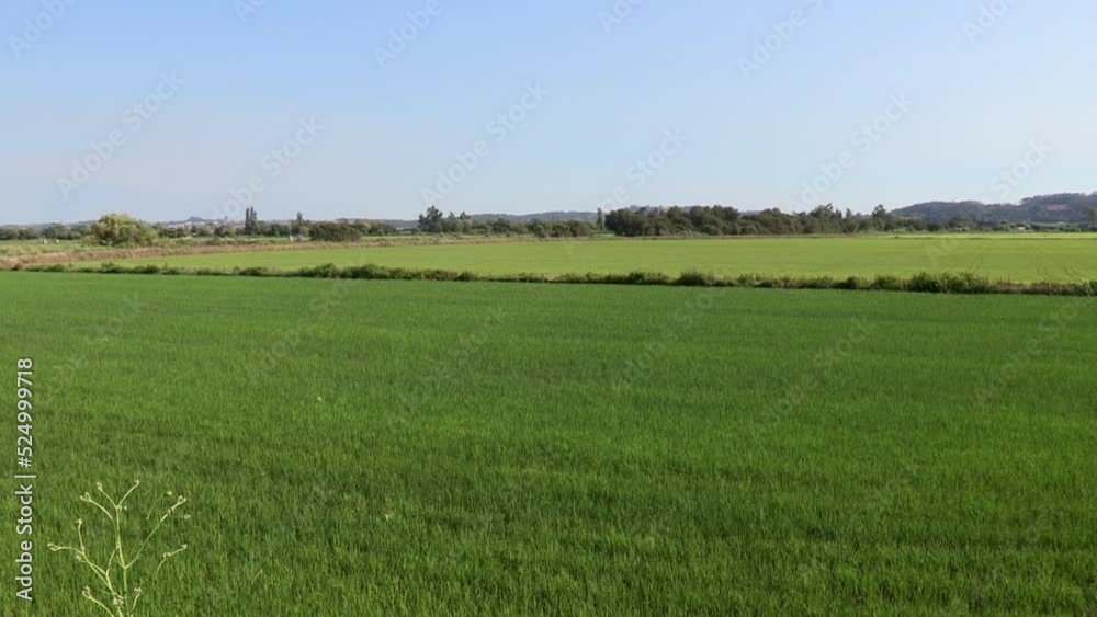 Large expanses of cultivated rice fields, where the green of the plant already has different colors Large expanses of cultivated rice fields, where the green of the plant already has different colors