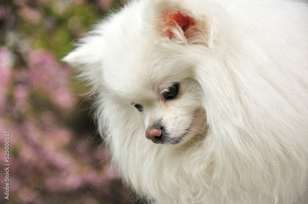 white pomeranian dog white pomeranian dog