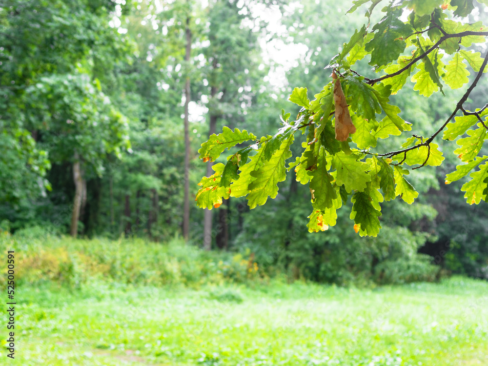Φωτογραφία oak branch with wet green leaves and green trees on background on rainy summer d