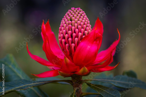 NSW Waratah photo