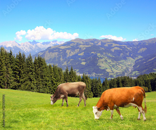 Two cows grazing in a mountain meadow in Alps mountains, Tirol, Austria © frenta