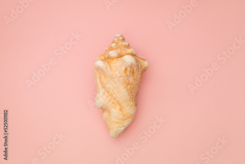 Large seashell on a pink background