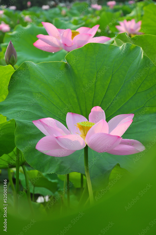 Blossoming lotus flowers Blossoming lotus flowers