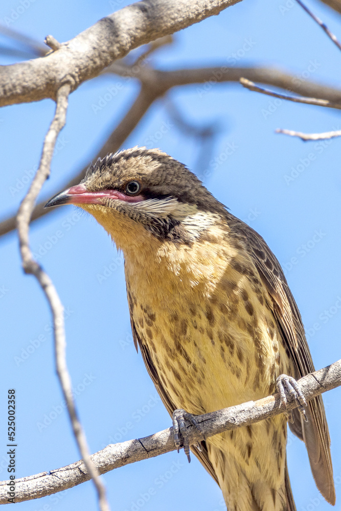 Fototapeta premium Spiny-cheeked Honeyeater in Northern Territory Australia