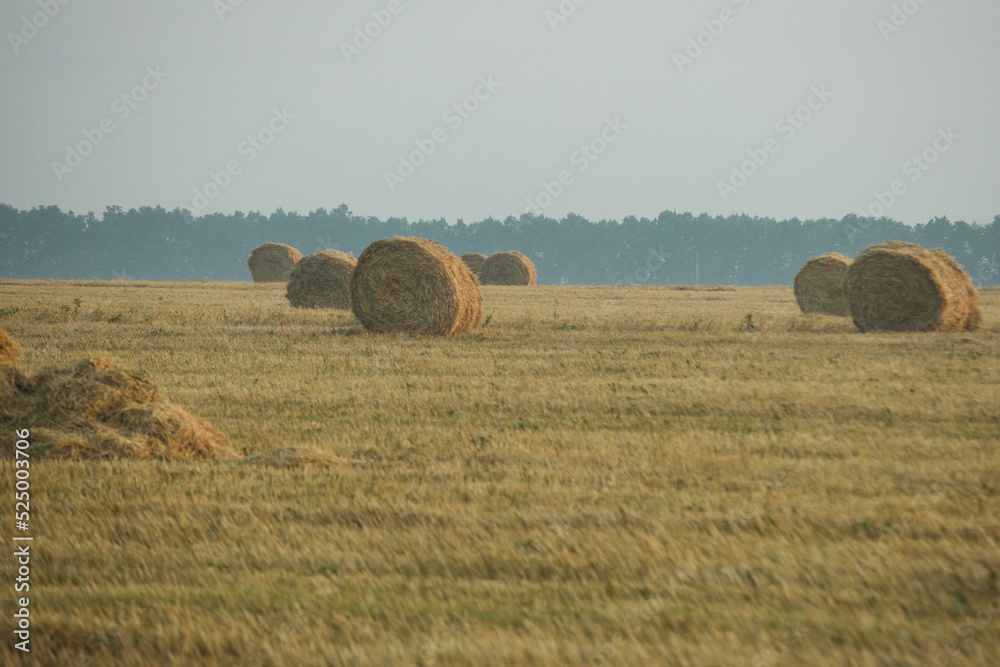 Hay rolls on meadow against sunrise background.