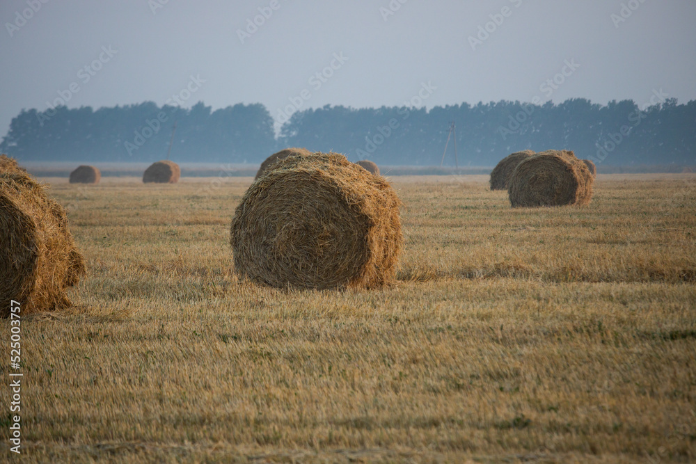 Fototapeta premium Hay rolls on meadow against sunrise background.