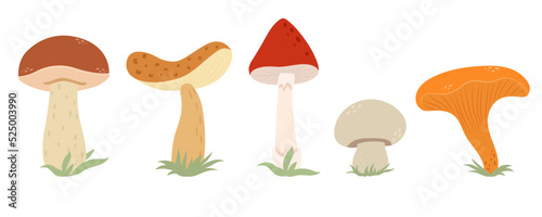 Cartoon mushrooms. Poisonous and edible mushroom, chanterelle, cep, amanita and truffle isolated vector illustration set. Forest wild mushrooms types. Organic porcini and chanterelle, poisonous fungus