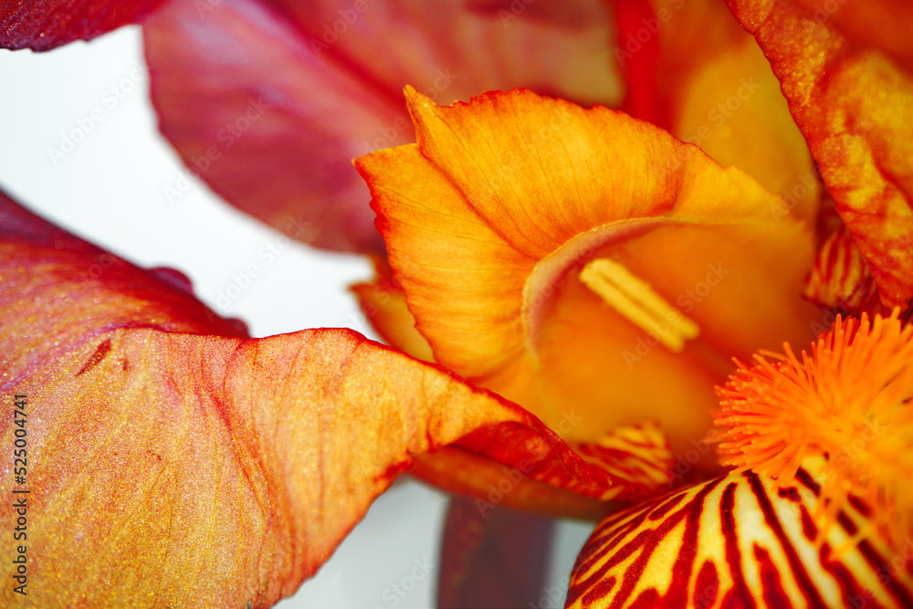 Close up of a red iris flower macro shot Close up of a red iris flower macro shot